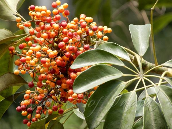 Dwarf Umbrella Tree